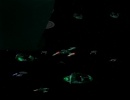 515-by-infernos-light-651.jpg