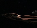 714-chimera-042.jpg